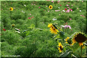大きな庭があればなぁ・・・、大きなヒマワリ大好きです