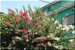 多彩で花期が長い 丈夫な夏の定番 サルスベリ(百日紅)