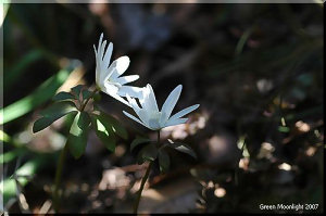 豊富な木洩れ日を受けて白く輝く　アズマイチゲ(東一華)