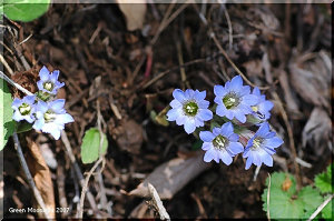 野山を彩るコバルト・ブルーの小さな花　フデリンドウ