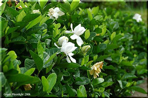 エコ・フラワー　クチナシの白い花　芳しい香りが漂う