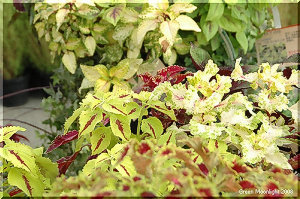 独特で多彩な色の組み合わせが花壇を飾る　コリウス