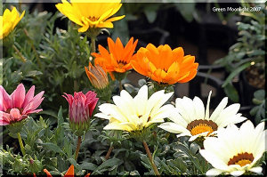 比較的大きくて丸い花　勲章菊の別名を持つガザニア