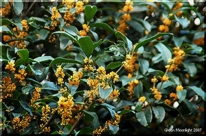 修学旅行で通った寺の参道を思い出させるキンモクセイ