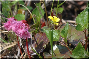 鮮やかなピンクの不思議な花 区別が難しいコイワカガミ(小岩鏡)