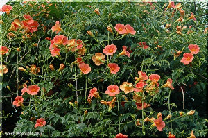 トロピカル・イメージたっぷり　ノウゼンカズラ(凌霄花)