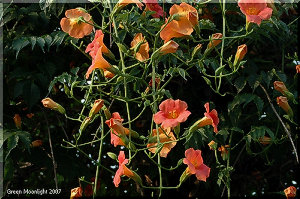 トロピカル・イメージたっぷり　ノウゼンカズラ(凌霄花)