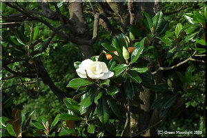 タイサンボクの乳白色で美しい大輪の花は一日花でした