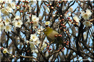 たくさんの花を付けて一面に芳香を漂わせる　白梅