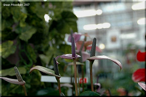 深めの鉢で秋の窓辺に置きたい アンスリウム「バレノ」