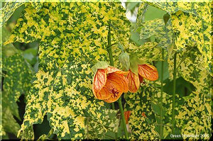 パッション・オレンジの花　アブティロン「タンジェリン」