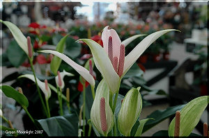 深めの鉢で秋の窓辺に置きたい アンスリウム「バレノ」