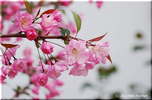 美しい花を咲かせるリンゴの仲間 カイドウ（海棠）