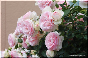 可憐かつ優雅なグラデーション ピエール・ドゥ・ロンサール