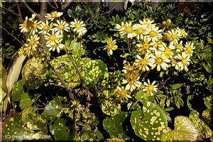 艶やかな葉に黄金色の花 ツワブキ(石蕗)の季節です