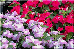 まだまだ毎日咲き続けている愛嬌のある花 ニチニチソウ