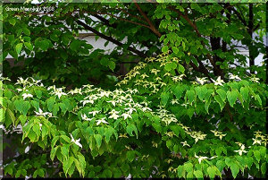 ハナミズキが花を終えるのを待って咲き出す ヤマボウシ(山法師)