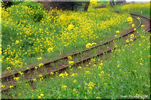 菜の花が咲く小さな町 ゆったりと曲がっていく線路にて