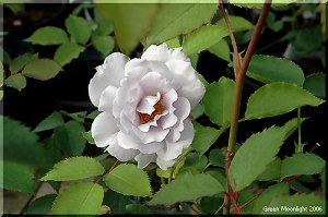 魅惑の輝きを放つ青い薔薇「ブルーヘブン」