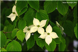 ハナミズキが花を終えるのを待って咲き出す ヤマボウシ(山法師)