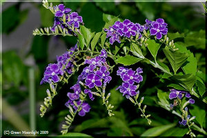 濃紫色に白覆輪の華麗な花が咲くデュランタ「宝塚」