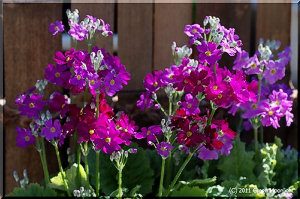 長い花期もそろそろ終わる プリムラ・マラコイデス