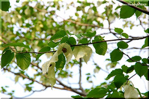 中国から来た変わりダネ植物　大人気の「ハンカチの木」