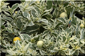 爽やか　フユサンゴの斑入り品種 「スノーサンゴ」