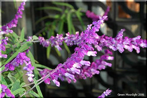 秋風に揺れる宝石　アメジスト・セージ