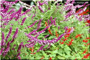 秋風に揺れる宝石　アメジスト・セージ