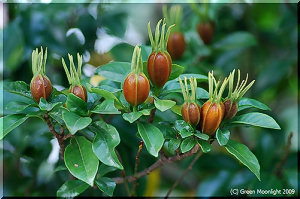 クチナシのユニークな果実は茶褐色になって出世します