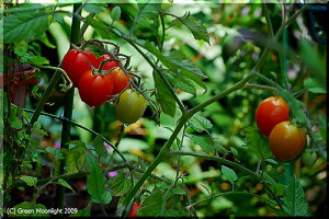 ミニトマトは育てて楽しく、栄養価の高い美味しい野菜です