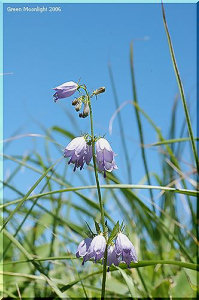 風に揺れる 輝く高原のベルフラワー ツリガネニンジン(釣鐘人参)