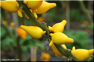 ハローウィンの季節に活躍する　フォックス・フェイス