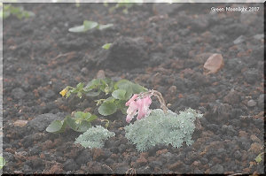 可憐な紅色 「高山植物の女王」と称されるコマクサ(駒草)