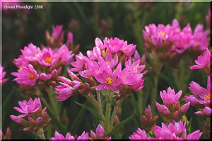 豪州原産の可憐で有益な植物 ヘリクリサム「かんざし姫」