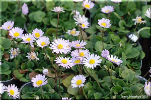 次々に可愛らしい花を咲かせる　デージー「アルムの空」