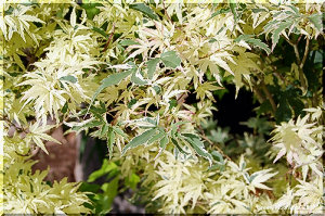 葉が四季折々 季節に応じて変化する モミジ「胡蝶の舞」