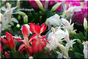 踊るように賑わう　多彩な(蝦蛄葉)シャコバサボテン