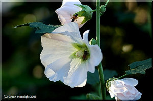 初夏の街角を彩る 色鮮やかなタチアオイたち
