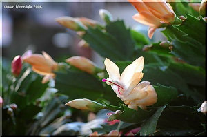 踊るように賑わう　多彩な(蝦蛄葉)シャコバサボテン