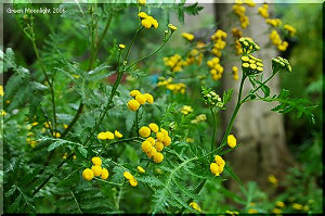 服飾ボタンのよう　固くて丸い山吹色の花　タンジー
