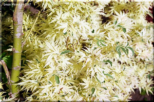 葉が四季折々 季節に応じて変化する モミジ「胡蝶の舞」