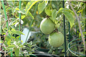 卵のようなツルンとした果実も可愛い トケイソウ(時計草)