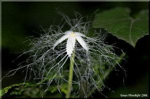 繁殖力旺盛 派手なレース状の花を付ける カラスウリ