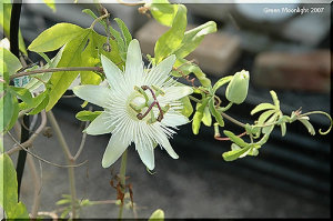 卵のようなツルンとした果実も可愛い トケイソウ(時計草)