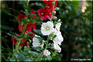 初夏の街角を彩る 色鮮やかなタチアオイたち