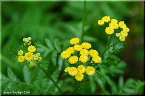 服飾ボタンのよう　固くて丸い山吹色の花　タンジー
