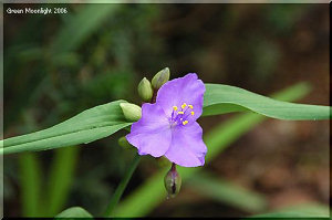 大柄で静かに咲く　オオムラサキツユクサ(大紫露草)