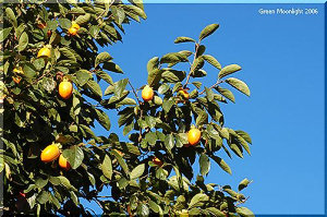 鳥たちが遠くまでタネを運ぶ　秋の恵み　カキの実